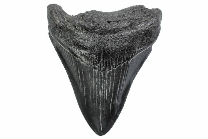 Serrated, Fossil Megalodon Tooth - South Carolina #370447
